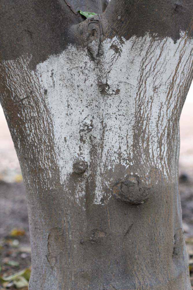              Bark (Cascade, Riverside, CA)       